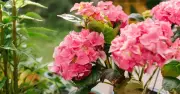 Gardeners Urged to Avoid Cutting Back Hydrangeas and Lavender in September