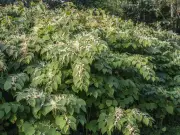 Gardeners Urged to Check for Japanese Knotweed Before September