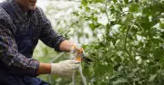 Gardeners urged to complete 5 essential jobs before September arrives