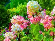 Gardeners urged to deadhead hydrangeas in 10-second task this autumn