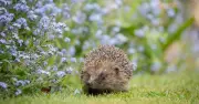 Gardeners Urged to Do 1 Daily Task in August to Save Hedgehogs