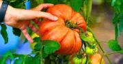 Gardeners urged to do 10-second weekly task for bigger, juicier tomatoes