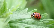 Gardeners urged to do key act to attract ladybirds to gardens