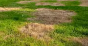 Gardeners urged to do one key lawn task to revive brown grass this Sunday