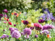 Gardeners urged to do one simple job to double flowers this summer