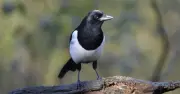 Gardeners urged to feed birds regularly this autumn to keep them healthy