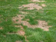 Gardeners urged to fill bare lawn patches for lush green grass