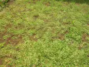 Gardeners urged to overseed lawns now for thick green grass