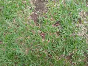 Gardeners urged to overseed lawns this week for thicker, greener grass