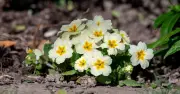 Gardeners urged to plant 5 flowers before end of August for autumn colour