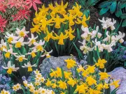 Gardeners urged to plant spring bulbs in September - get 100 for 5p each at B&Q