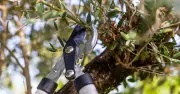 Gardeners urged to prune wisteria by 20cm this week to control growth