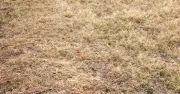 Gardeners urged to remove one item from brown lawns as rain returns