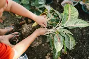 Gardeners urged to reuse bath and shower water but warned over 24-hour rule