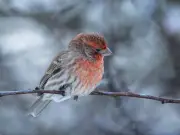 Gardeners urged to skip deadheading to feed birds this autumn