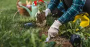 Gardeners urged to sow cover crops by mid-September after heatwaves