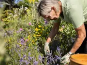 Gardeners urged to sow cover crops by mid-September after summer heatwave