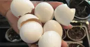 Gardeners urged to sprinkle eggshells on brown lawns this summer
