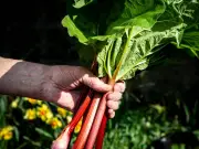 Gardeners Urged to Stop Harvesting Rhubarb in August to Prevent Plant Death