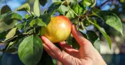 Gardeners urged to test apples, pears and plums now after hot summer