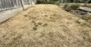 Gardeners urged to test soil with screwdriver after hot, dry summer