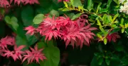 Gardeners urged to water Japanese maples to prevent dieback