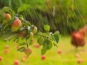 Gardeners warned to avoid feeding plants as rain returns after hot summer