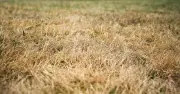 Gardeners with brown lawns told to add one thing in September after rain returns