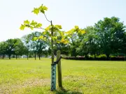 Gardeners' World expert warns many new trees won't survive UK summer drought