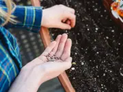 Gardeners' World: Sow hardy annuals now for stronger summer blooms