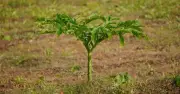 Gardeners' World star debunks tree myth as summer heat kills thousands