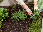 Gardeners' World Star Names New Plant After Herself