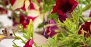 Gardeners' World Warns Brits Not to Touch One Thing Until Next Week