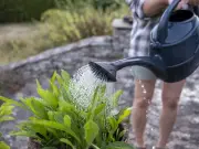 Gardening Expert Reveals Plants That Won't Survive UK Heatwave and Drought