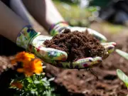 Gardening expert shares how to reuse old compost instead of throwing it away