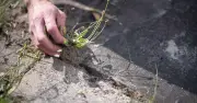 Gardening hack: vodka could be key to stopping weeds from returning