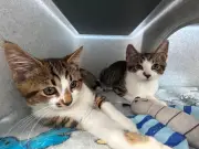Gateshead shelter seeks homes for 44 cats from two homes