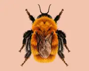 Giant Ginger Bumblebee Named Invertebrate of the Year Contender