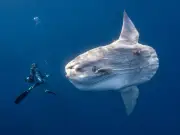 Giant Sunfish Snapshot Among Ocean Photographer of the Year 2026 Finalists