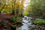 Girl, 11, found dead in woodland river after search