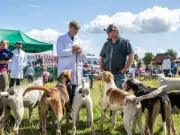 Glanton Show 101st edition offers llama walks and more
