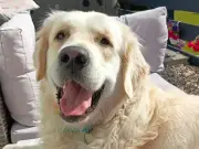 Golden retriever survives five surgeries after adder bite in Wales