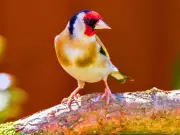 Goldfinches return if you grow this common flower they love