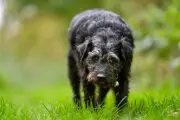 Gone Fishing dog Ted honoured in new book after death