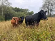 Gower land illegally felled springs back to life with tree planting