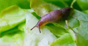 Grapefruit skins and beer traps can control garden slugs, says expert