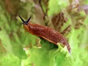 Grapefruit Skins and Beer Traps: Natural Ways to Control Garden Slugs