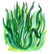 Grass Colour and Deadliest Dinosaur: Kids Quiz Answers