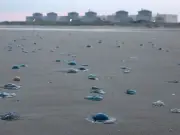 Gravelines nuclear plant shut by jellyfish swarm