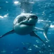 Great white sharks 'already in UK' as they venture further north than ever